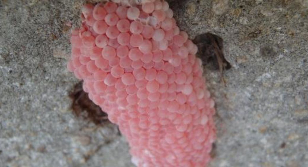 Invasive Snails Being Removed from San Antonio River Walk